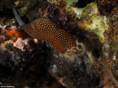 Gnathophyllum elegans