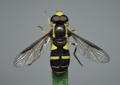 Xanthogramma pedissequum