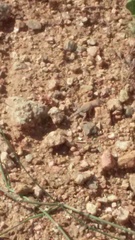 Cophosaurus texanus scitulus