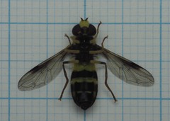 Xanthogramma pedissequum