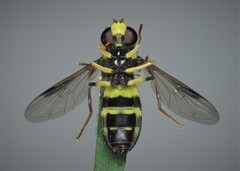 Xanthogramma pedissequum