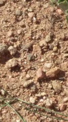 Cophosaurus texanus scitulus