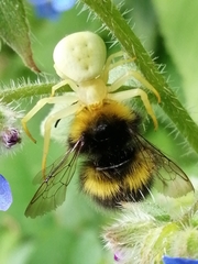 Bombus pratorum