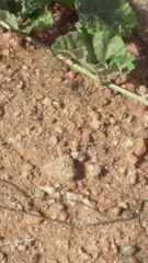 Cophosaurus texanus scitulus