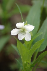 Viola stagnina