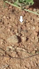 Cophosaurus texanus scitulus