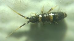 Orchesella cincta argyrotoxa