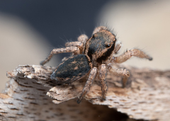 Habronattus altanus