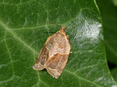 Clepsis dumicolana