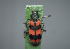 Trichodes favarius