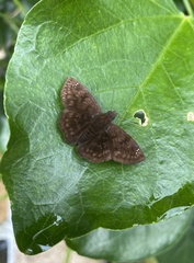 Pellicia