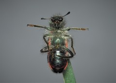 Trichodes favarius