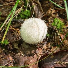 Lycoperdon pulcherrimum
