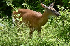 Odocoileus virginianus