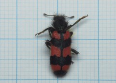 Trichodes favarius