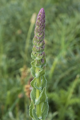 Nepeta tuberosa