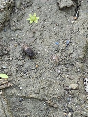 Paralimna punctipennis