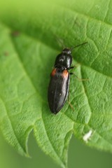 Calambus bipustulatus