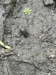 Paralimna punctipennis