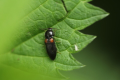 Calambus bipustulatus