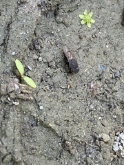 Paralimna punctipennis