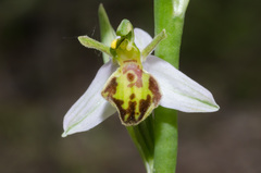 Ophrys apifera botteronii