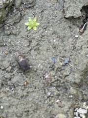 Paralimna punctipennis