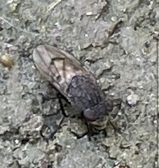 Paralimna punctipennis