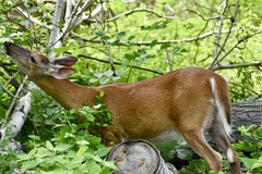 Odocoileus virginianus
