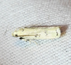 Glyphidocera