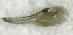 Megaspilidae
