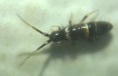 Orchesella cincta argyrotoxa