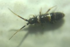Orchesella cincta argyrotoxa