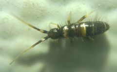 Orchesella cincta argyrotoxa