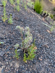 Phacelia phacelioides