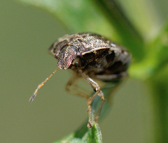 Cosmopepla intergressa