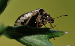 Cosmopepla intergressa
