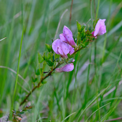 Chamaecytisus purpureus