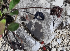 Scorpiurus muricatus