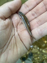 Notropis baileyi
