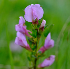 Chamaecytisus purpureus