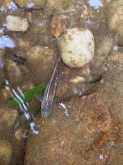 Notropis baileyi