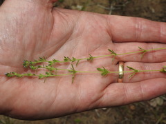Veronica dillenii