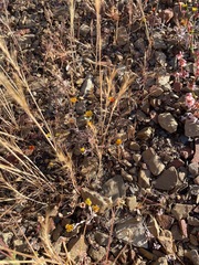 Lessingia tenuis