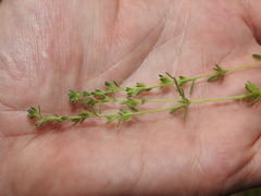 Veronica dillenii