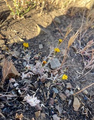 Lessingia tenuis