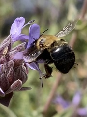 Habropoda tristissima