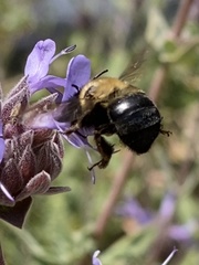 Habropoda tristissima