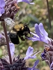 Habropoda tristissima