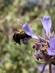 Habropoda tristissima